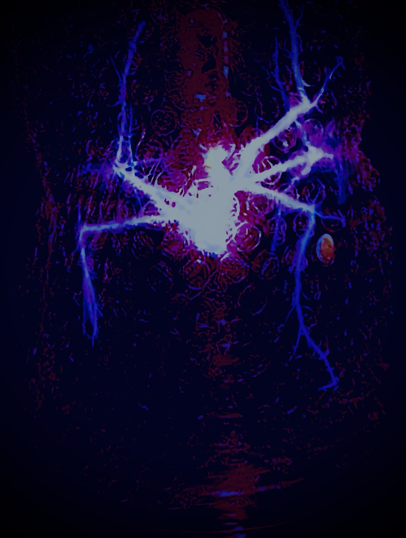 Circuitdelic Entomology