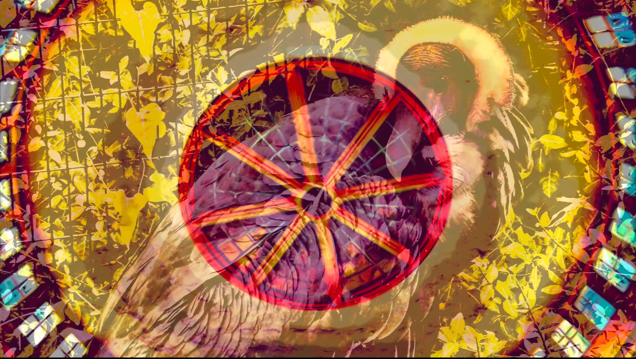 Circuitdelic Zoology