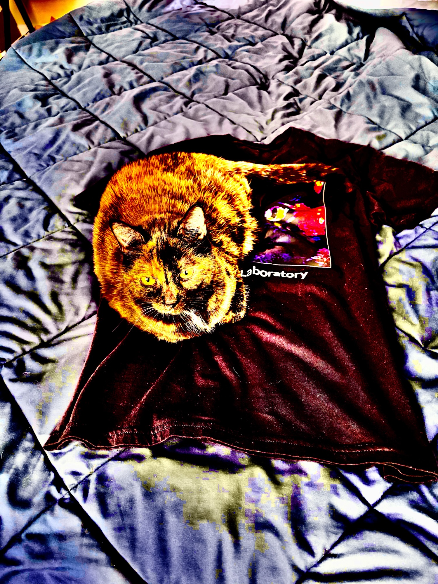 Circuitdelic Cat Shirt