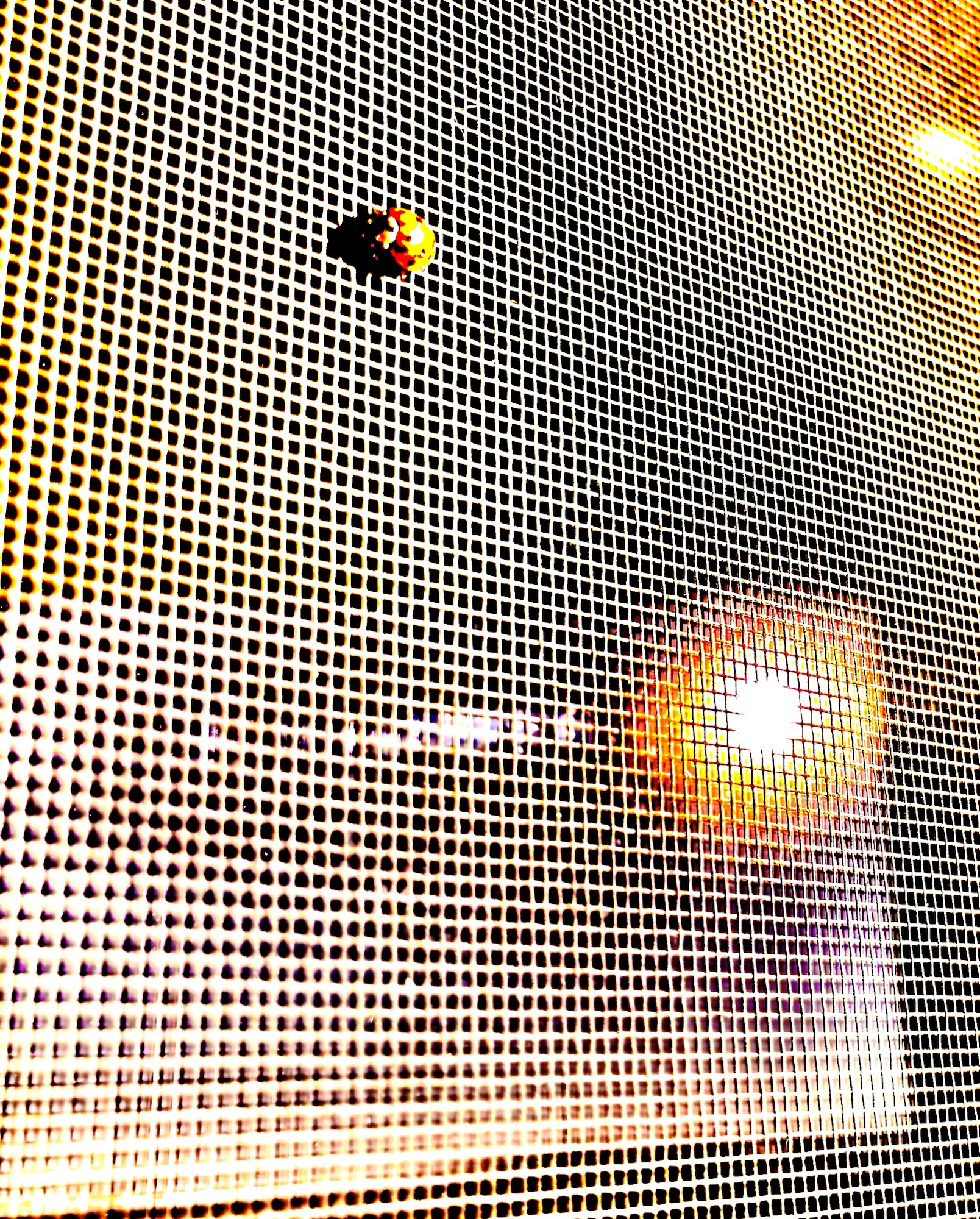 The Light and The Way