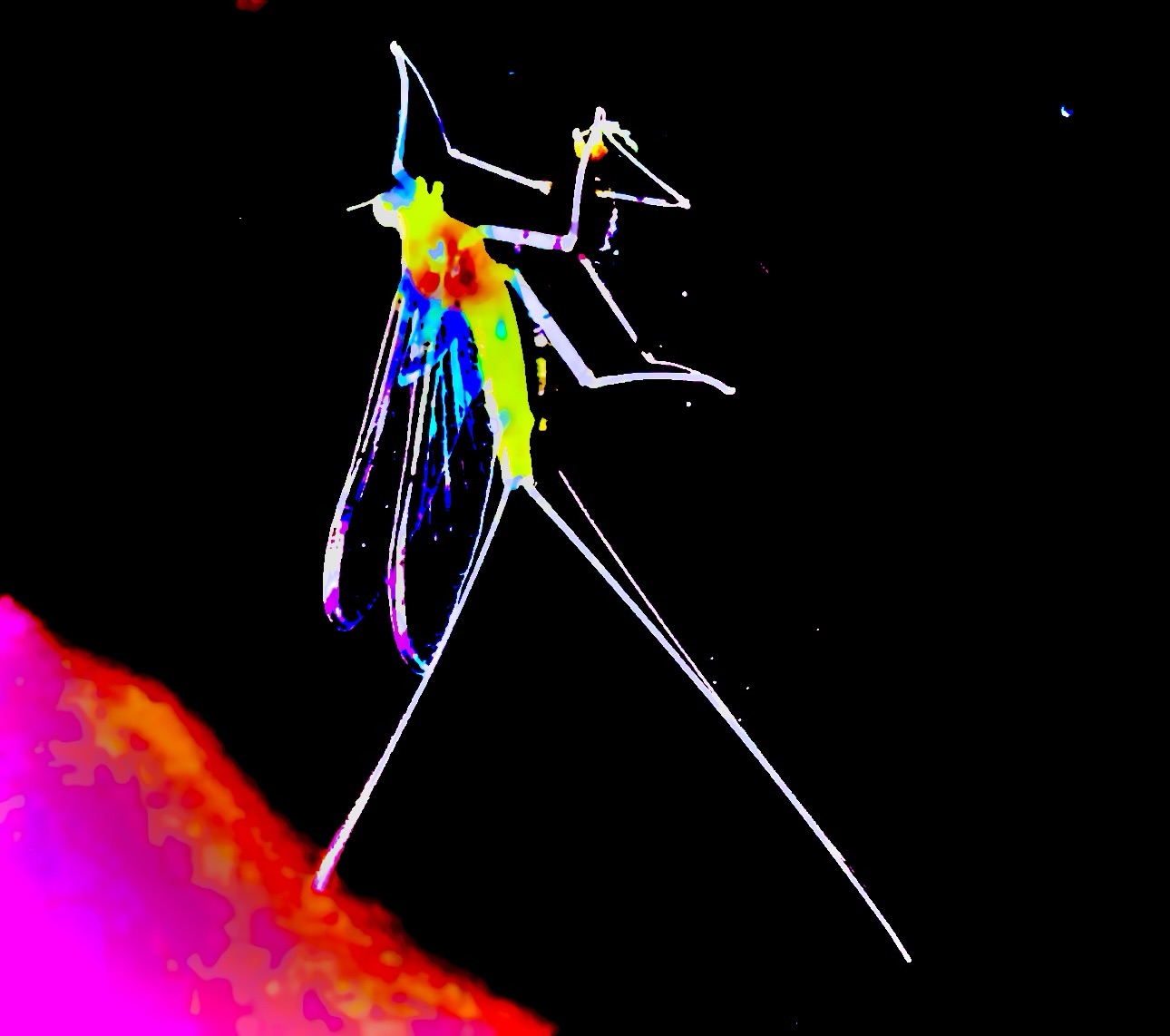 Odonata, Zygoptera, Coenagrionidae