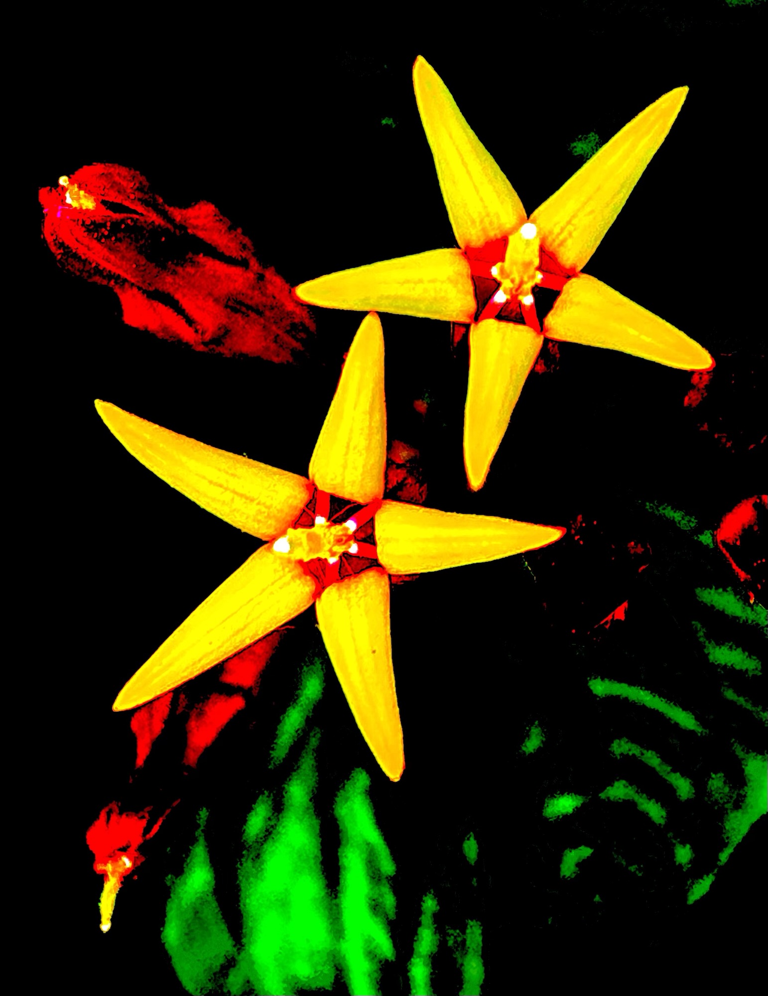 Shooting Stars